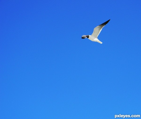 Blue Sky White Seagull