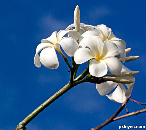 Frangipani