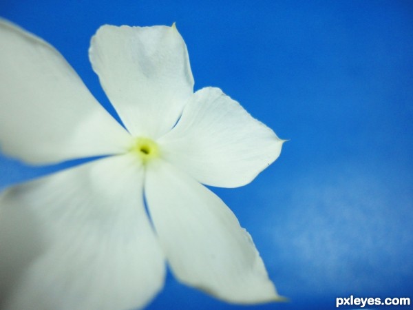 White flower