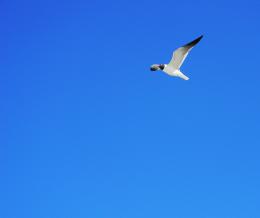 BlueSkyWhiteSeagull