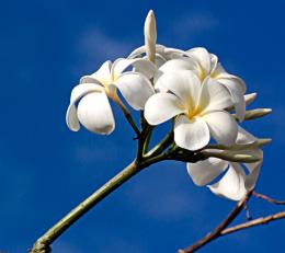 Frangipani