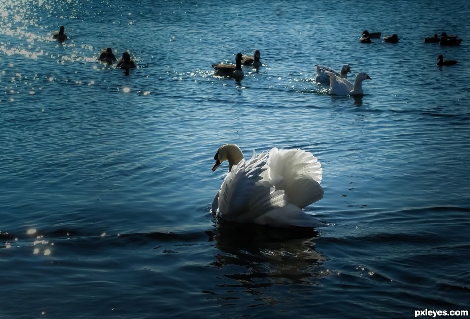 Swan in a blue lake