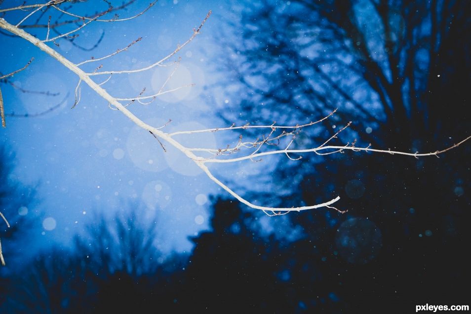 Branch in blue