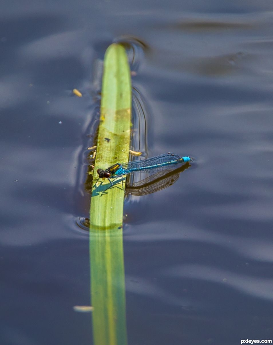 blue dragonfly