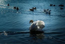 Swan in a blue lake