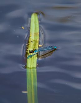 blue dragonfly