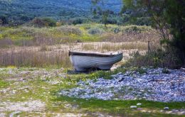 Roa boat grazing