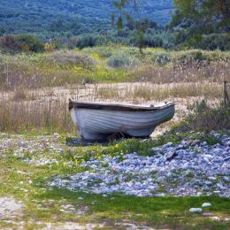 Roaboatgrazing