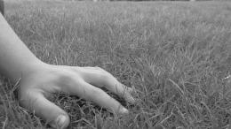 ongrass