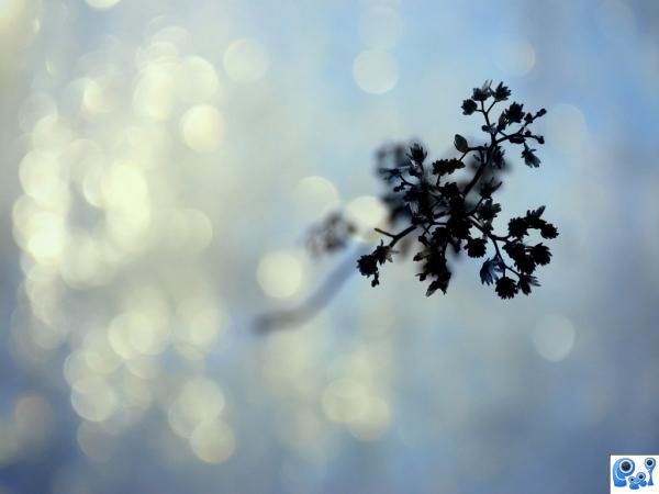 snow bokeh