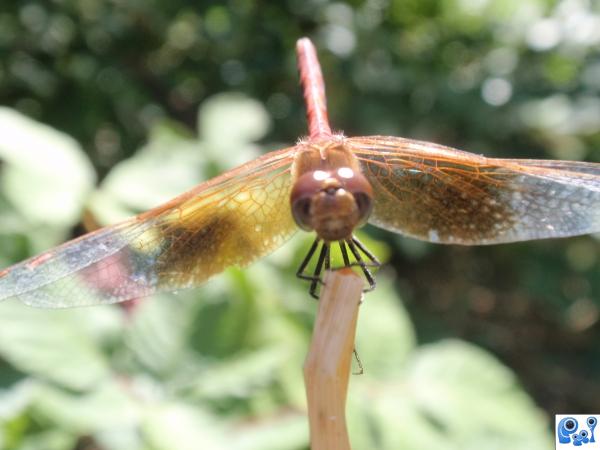 Dragonfly Smiling