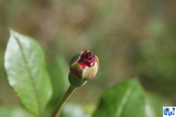 Peonie Bokeh