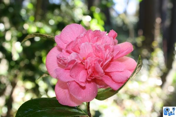 Pink Beauty