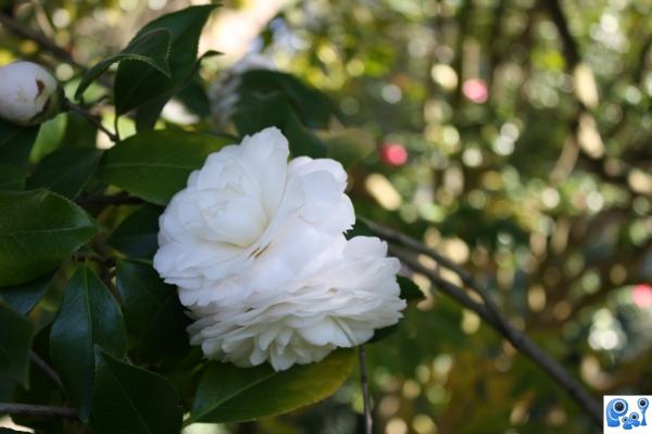 White Beauty