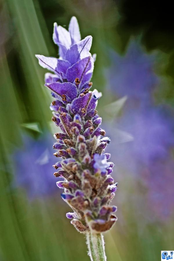 single lavender