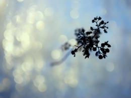 snowbokeh