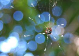 Crab Spider