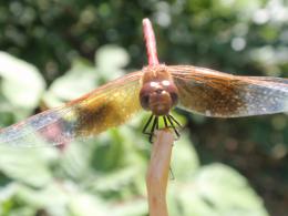 Dragonfly Smiling