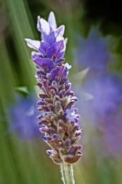 singlelavender