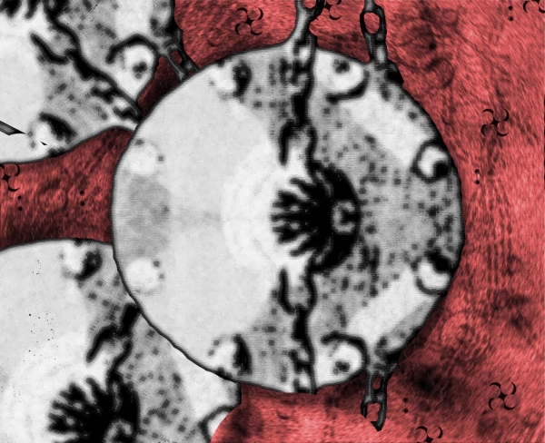 Creation of Piggidium Jinvox Microscopic: Step 2