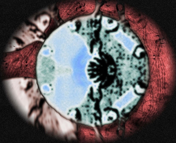 Creation of Piggidium Jinvox Microscopic: Step 5