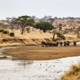 OutofAfrica