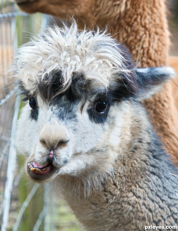  Bloody Hell, Whats an Alpaca?