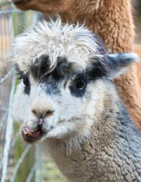  Bloody Hell, Whats an Alpaca?