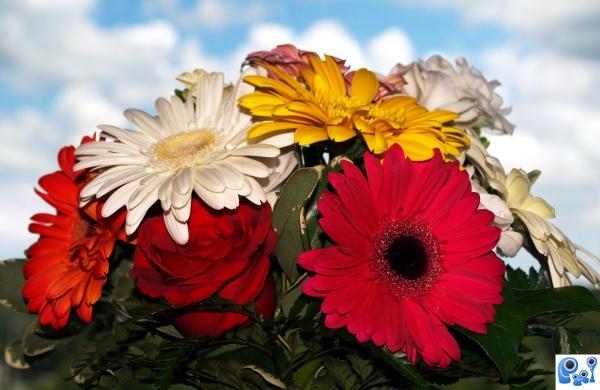 Sky flowers