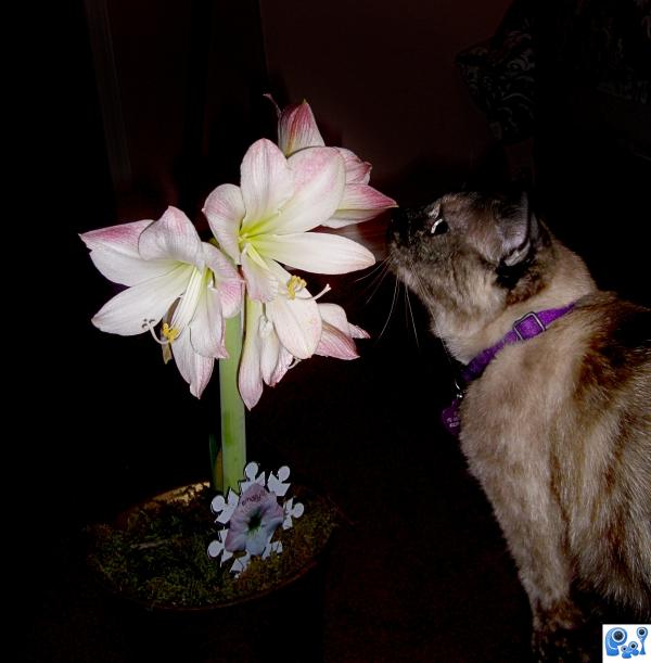 Smelling the flowers