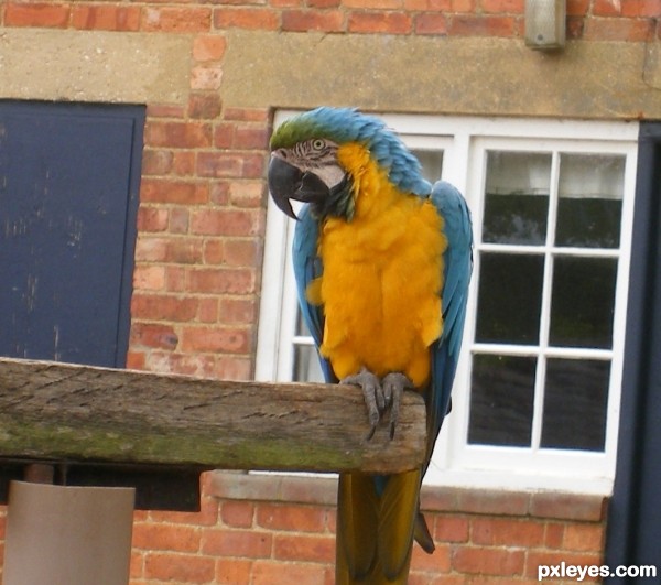 Creation of Parrot and Trumpets: Step 2