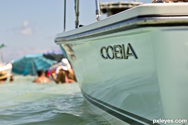 Cobia boat