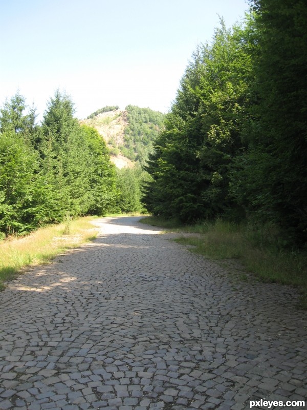 Brick road through forest