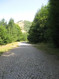 Brick road through forest