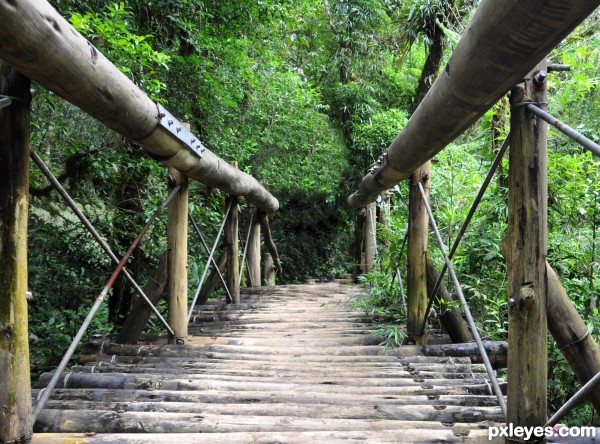 Bridge in the forest