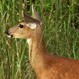 Fawn