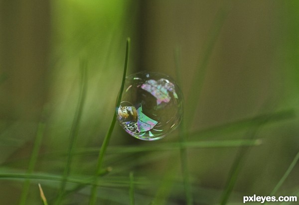 Bubble on grass