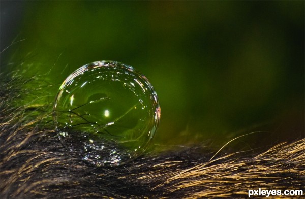 Bubble on Dog