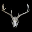 buck skull photoshop contest