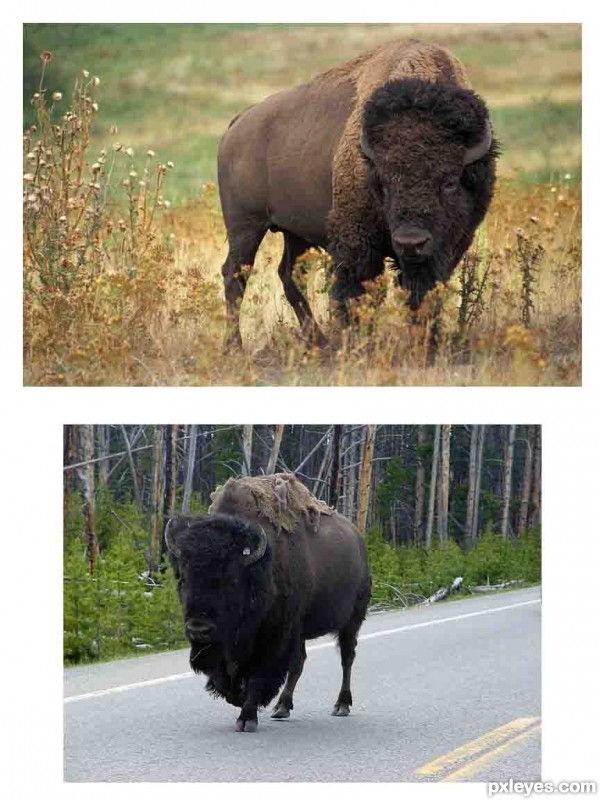 Creation of Bison goes home: Step 1