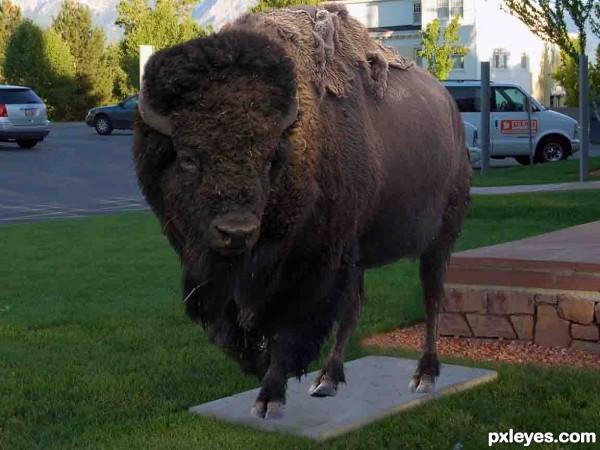 Creation of Bison goes home: Step 3
