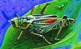 grasshopper