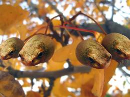 Tree Frogs