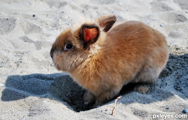 Bunny digging a hole