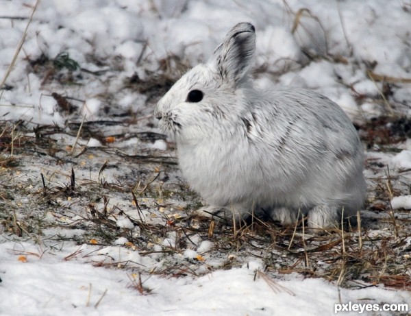 SnowShoe Hare