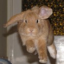 bunnies 2 photography contest