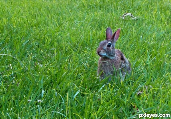 Mr. Rabbit to you