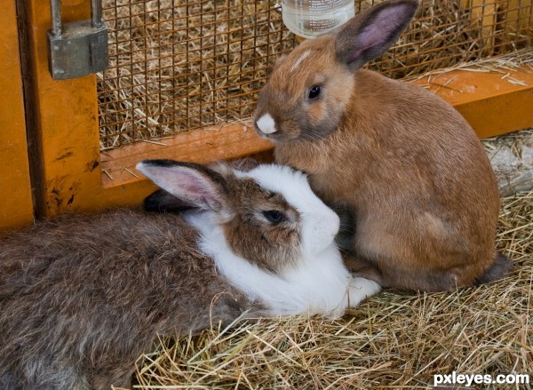 Two bunnies