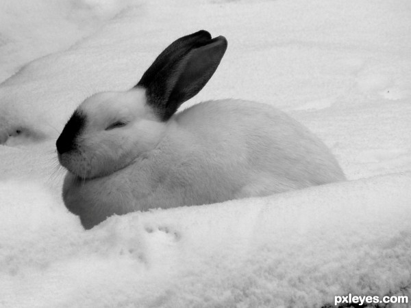 snow rabbit