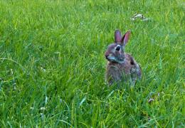 Mr. Rabbit to you